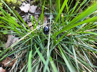 Beetle in grass - credit to Bryony Hawkes Beetle in grass - credit to Bryony Hawkes